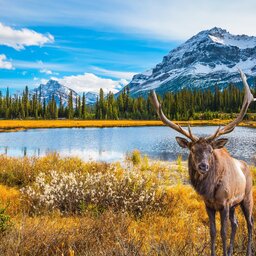 Canada-Jasper National Park-hoogtepunt-rendier