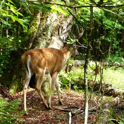 Canada-moose-forrest