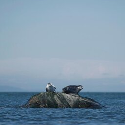 Canada - Rivière-du-Loup - Iles du Pot a l'Eau-de-Vie - Quebec - Le Phare (5)