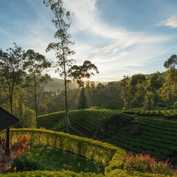 Ceylon-Ceylon-Tea-Trails-thee-plantage-bij-hotel