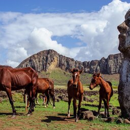 Chili - Paaseiland - moai - rapa nui (11)