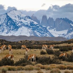 Chili-Torres-del-Paine-Zuid-Patagonië-Alg