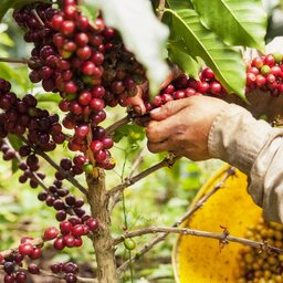 Colombia - koffie