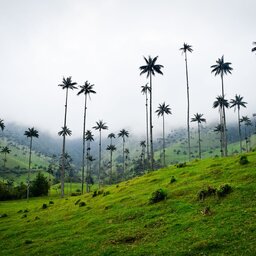 Colombia - palmbomen