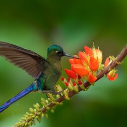 Colombia - Sylph, Aglaiocercus kingi - vogel