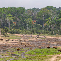 Congo-Brazzaville-odzala NP-dieren bai