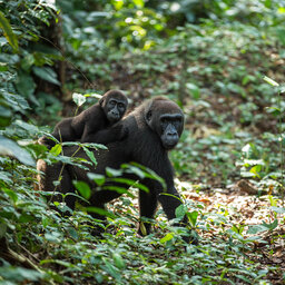 Congo-Brazzaville-odzala NP-gorilla