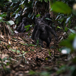 Congo-Brazzaville-odzala NP-gorilla track