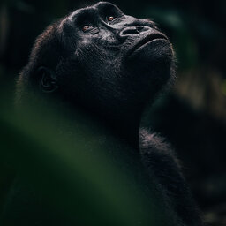 Congo-Brazzaville-odzala NP-gorilla tracking 2