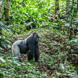Congo-Brazzaville-odzala NP-gorilla tracking