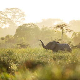 Congo-Brazzaville-odzala NP-olifant