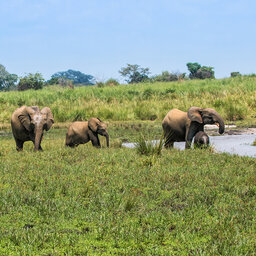 Congo-Brazzaville-odzala NP-olifanten