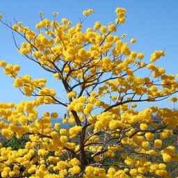 Costa Rica - flowers