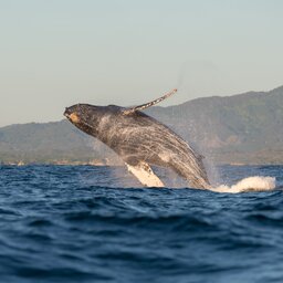 Costa Rica - Manuel Antonio National Park - Humback walvis (3)
