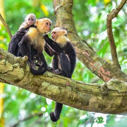 Costa Rica - Manuel Antonio National Park - Humback walvis (4)