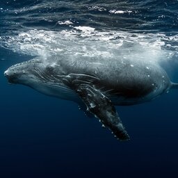 Costa Rica - Manuel Antonio National Park - Humback walvis (6)