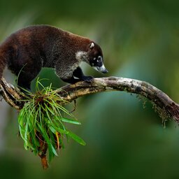 Costa Rica - Manuel Antonio National Park - Humback walvis (8)