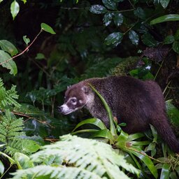 Costa Rica - Nevelwoud - Monteverde (4)