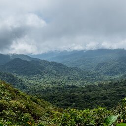 Costa Rica - Nevelwoud - Monteverde (5)