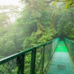 Costa Rica - Nevelwoud - Monteverde (6)