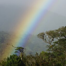 Costa Rica - Nevelwoud - Monteverde (8)