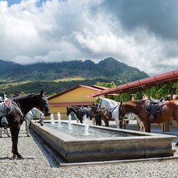 Costa-Rica-Perez-Zeledon-Hotel-Hacienda-AltaGracia-paarden