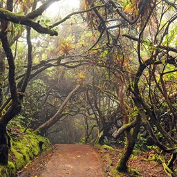 Costa Rica - Poas Vulcano  (7)