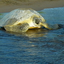 Costa Rica - schildpad