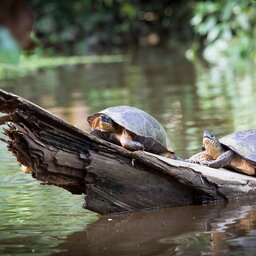 Costa Rica - Tortuguero National Park (3)