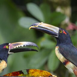 Costa Rica - Tortuguero National Park (7)