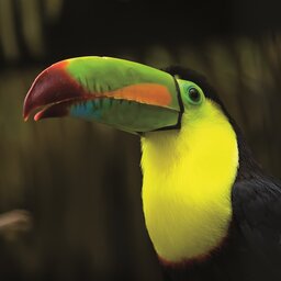Costa Rica - vogel (2)