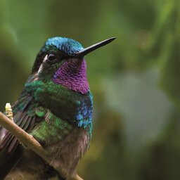 Costa Rica  - vogel (3)
