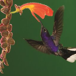 Costa Rica - vogel (4)
