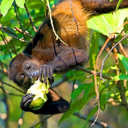 Costa-Rica-Westkust-Lagarta-Lodge-Algemeen-Dieren-Aap - kopie