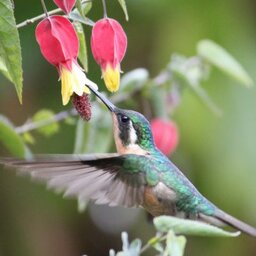 Costa-Rica-Westkust-Lagarta-Lodge-Algemeen-Dieren-Kolibri - kopie