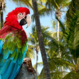 Dominicaanse Republiek - Red Macaw