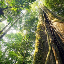 Ecuador - amazon - big tree