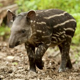 Ecuador - amazon - South American tapir