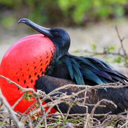 Ecuador - Frigatebird (Fregata minor) Genovesa Island- Galapagos