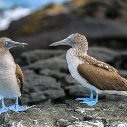 Ecuador - galapagos - blue birds