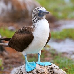 Ecuador - galapagos - Blue-footed Booby (Sula nebouxii)