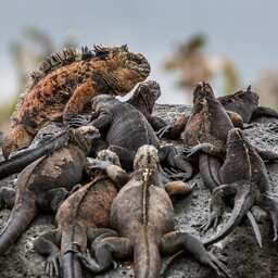 Ecuador - Galapagos Marine Iguana