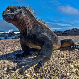 Ecuador Galapagos Marine Iguana