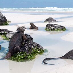 Ecuador - Galapagos - Marine Iguanas