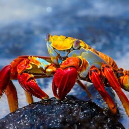 Ecuador -Galapagos - Sally Lightfoot Crab
