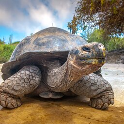 Ecuador - Galapagos - turtle