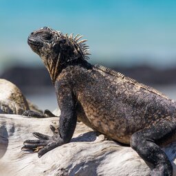 Ecuador -Marine iguana, Galapagos