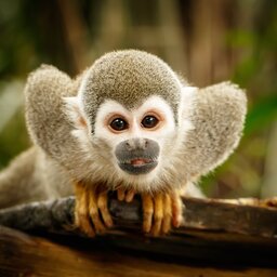 Ecuador - monkey - jungle - amazon