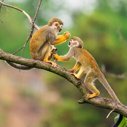 Ecuador - squirrel monkeys (Saimiri sciureus) - amazon
