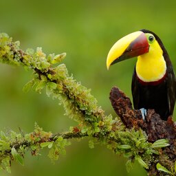 Ecuador - Toucan - amazon